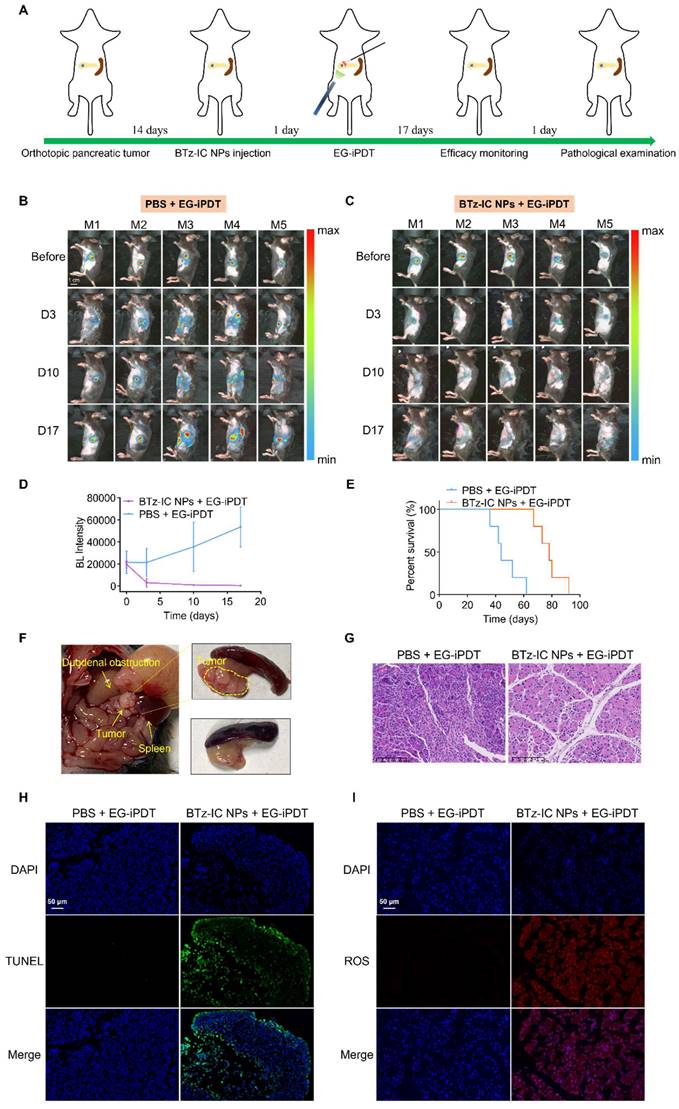 Theranostics Image