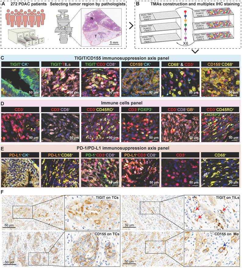 Theranostics Image