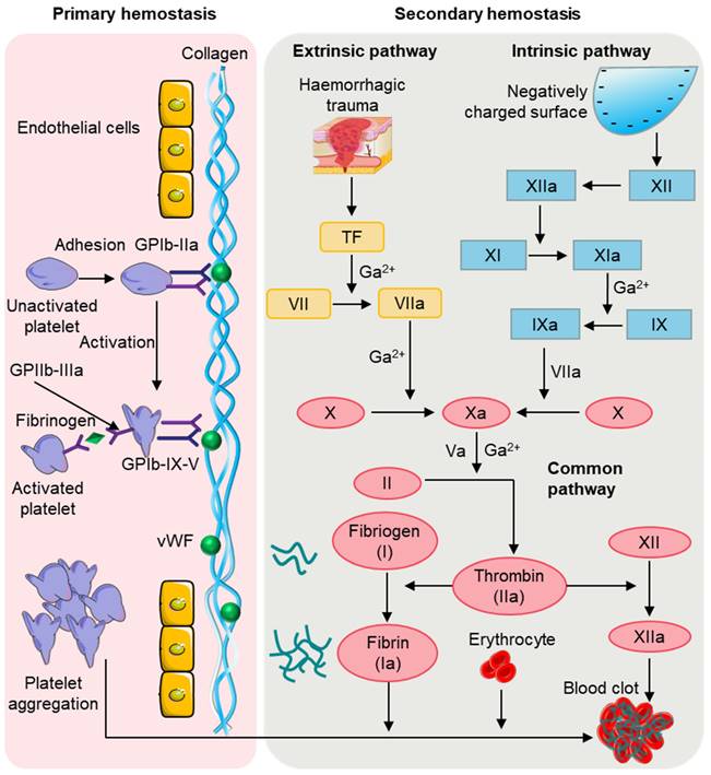 Theranostics Image