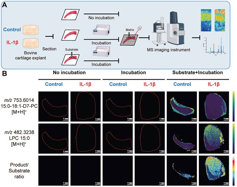 Theranostics Image