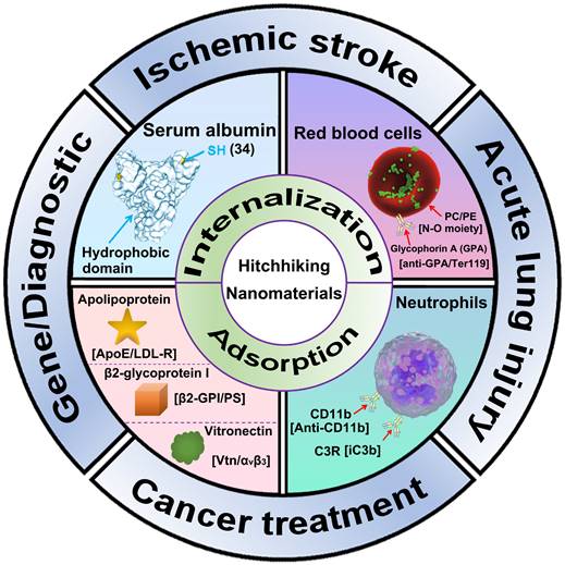 Theranostics Image