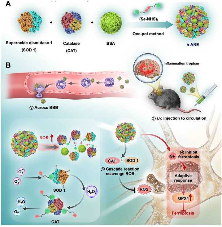 Theranostics Image