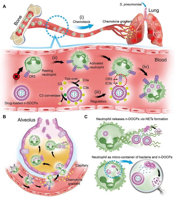 Theranostics Image