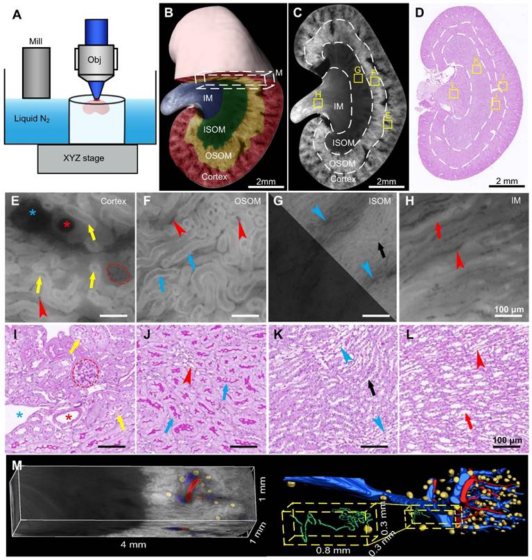 Theranostics Image