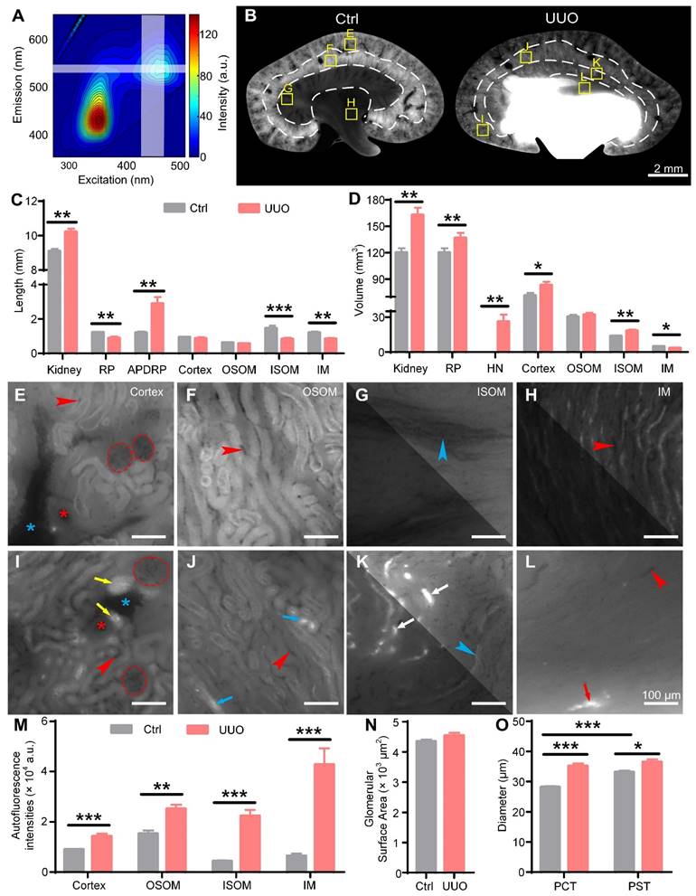 Theranostics Image