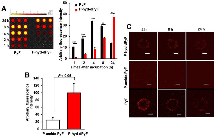 Theranostics Image