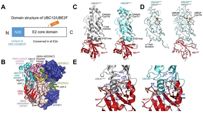 Theranostics Image