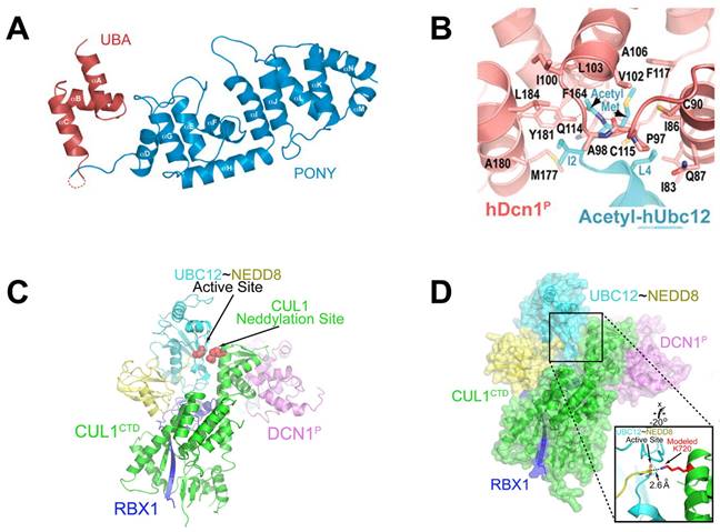 Theranostics Image