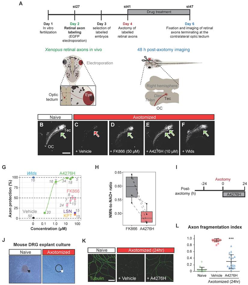 Theranostics Image