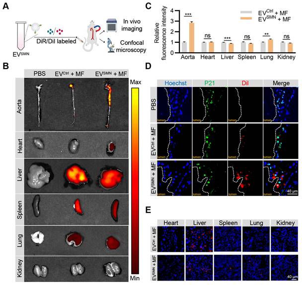 Theranostics Image