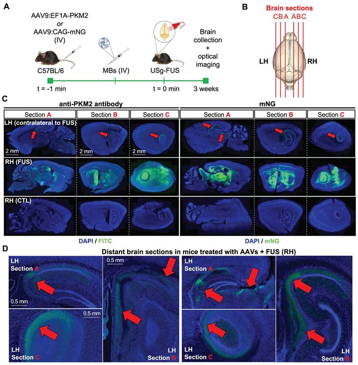 Theranostics Image