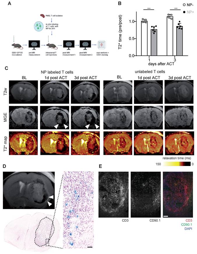 Theranostics Image