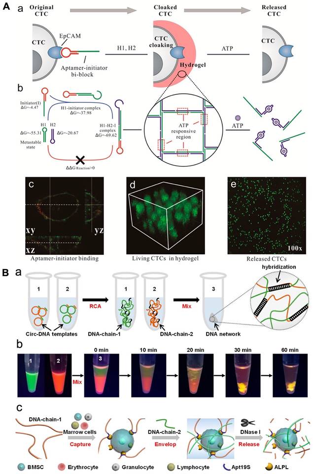 Theranostics Image