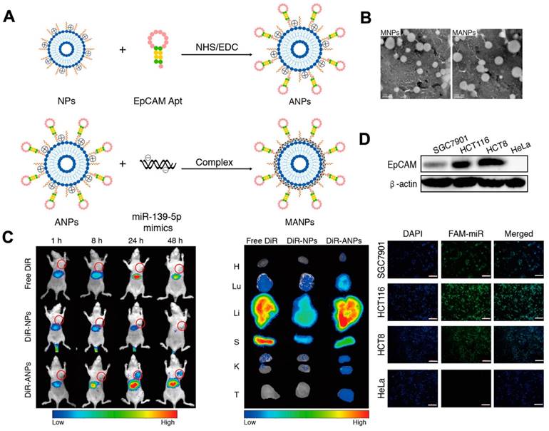 Theranostics Image