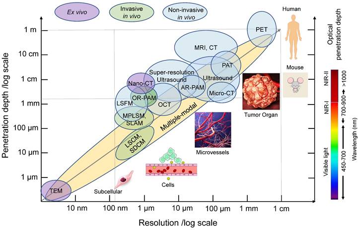 Theranostics Image