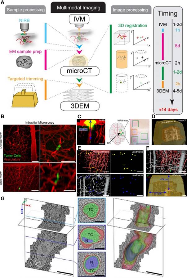 Theranostics Image