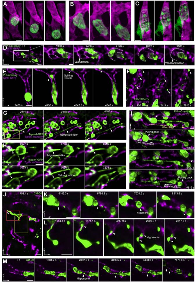 Theranostics Image