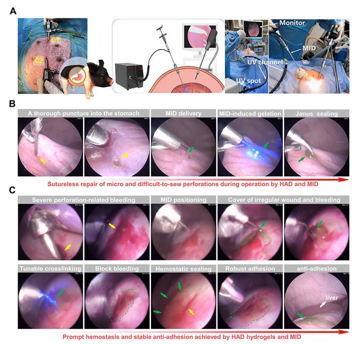 Theranostics Image