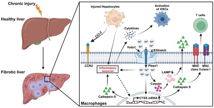 Theranostics Image