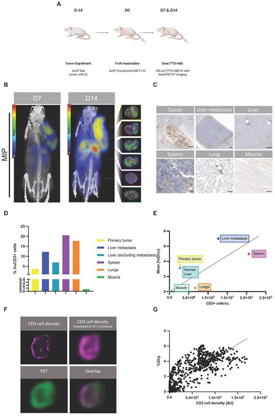 Theranostics Image