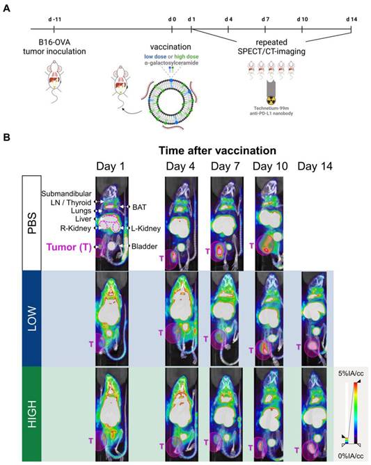 Theranostics Image