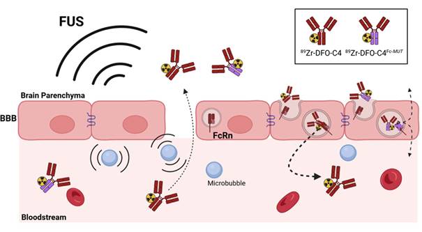 Theranostics Image