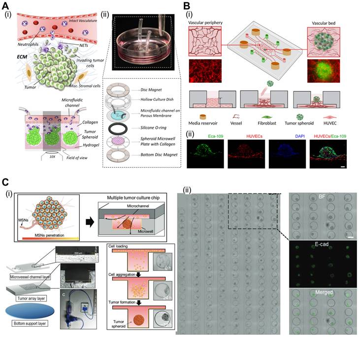 Theranostics Image