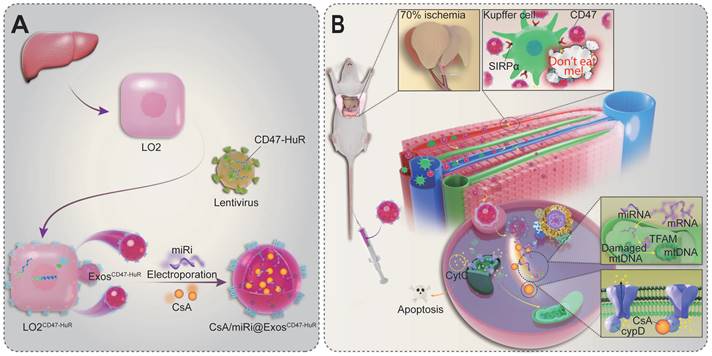 Theranostics Image