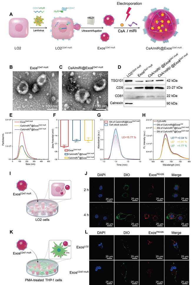 Theranostics Image