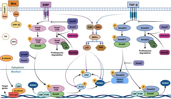 Theranostics Image