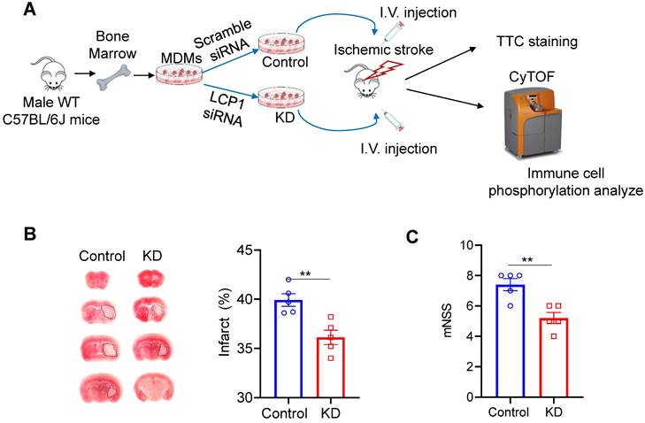 Theranostics Image