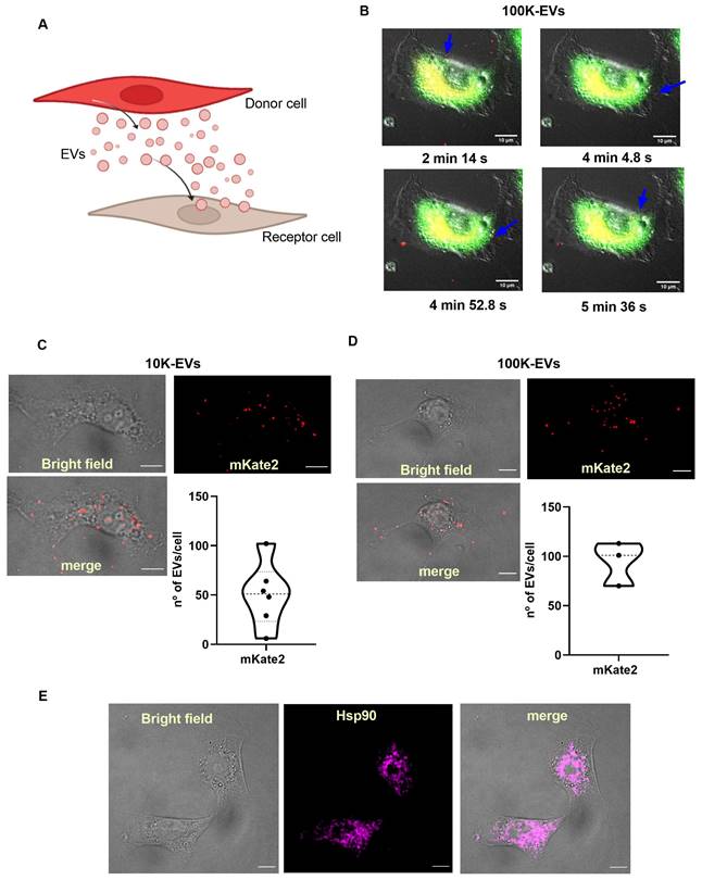 Theranostics Image