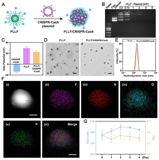 Theranostics Image