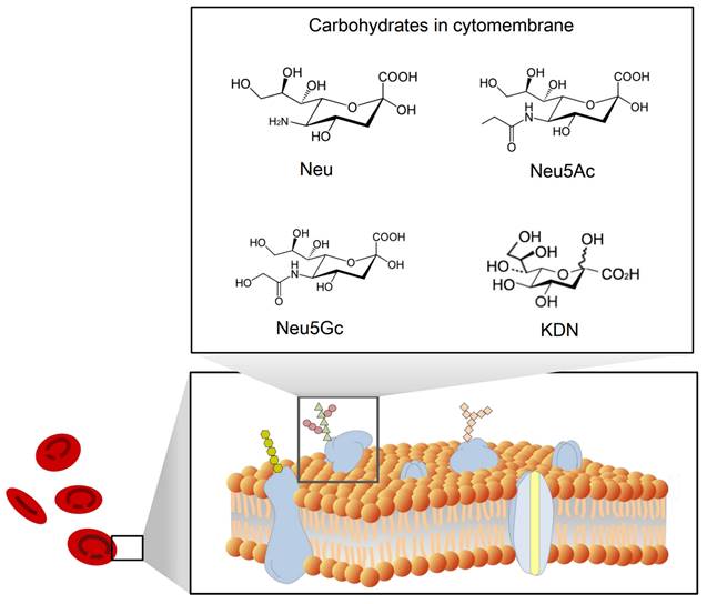 Theranostics Image