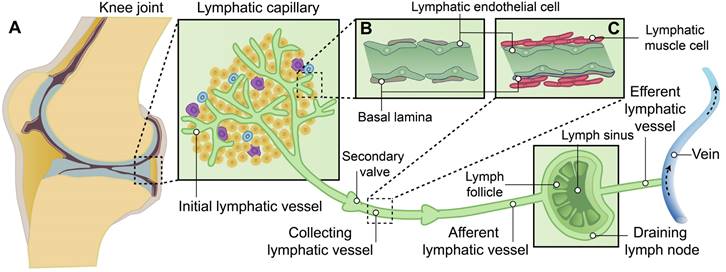 Theranostics Image