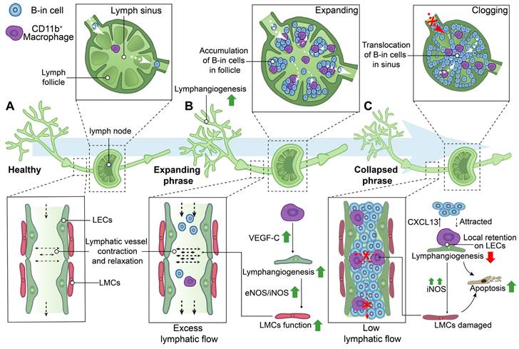 Theranostics Image