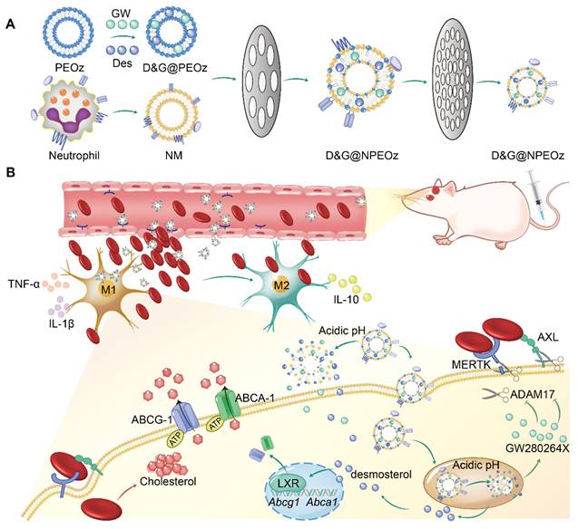 Theranostics Image