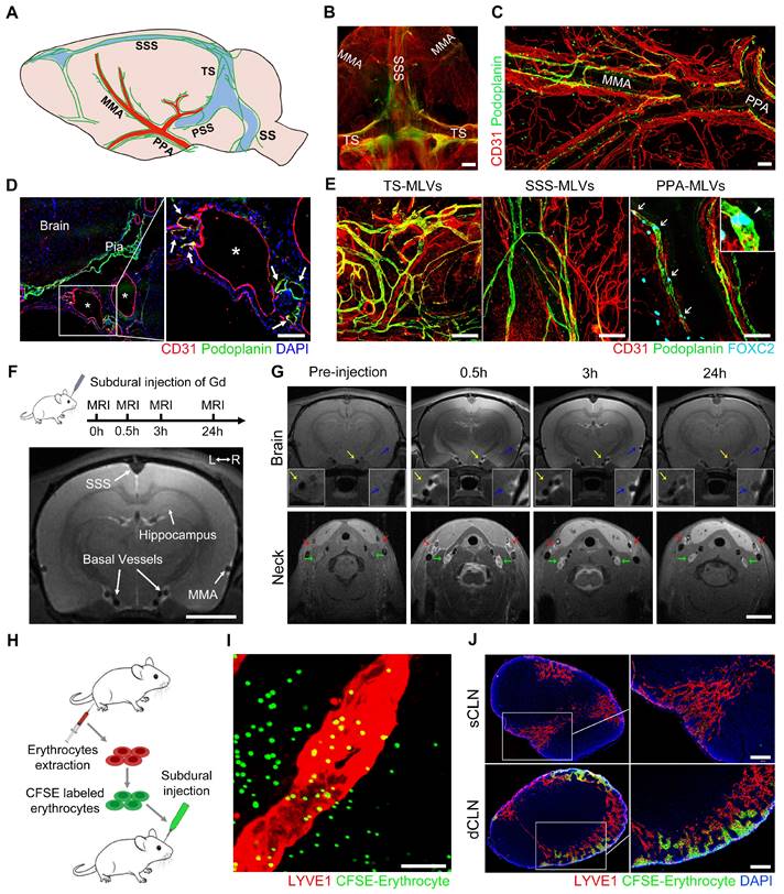 Theranostics Image