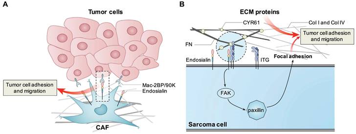 Theranostics Image