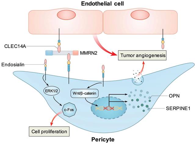 Theranostics Image