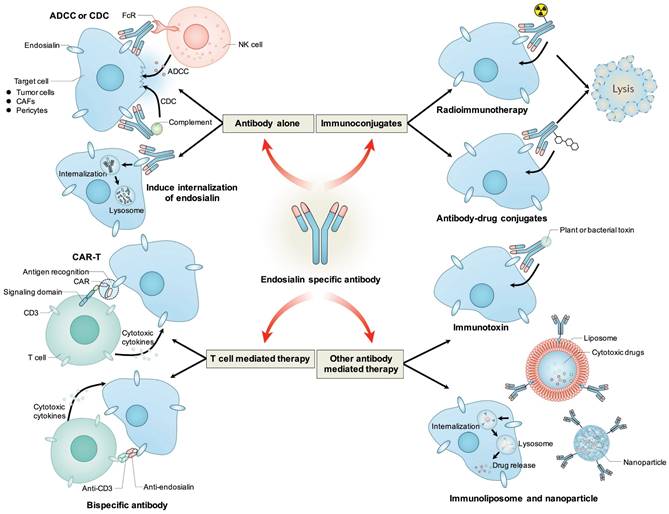 Theranostics Image