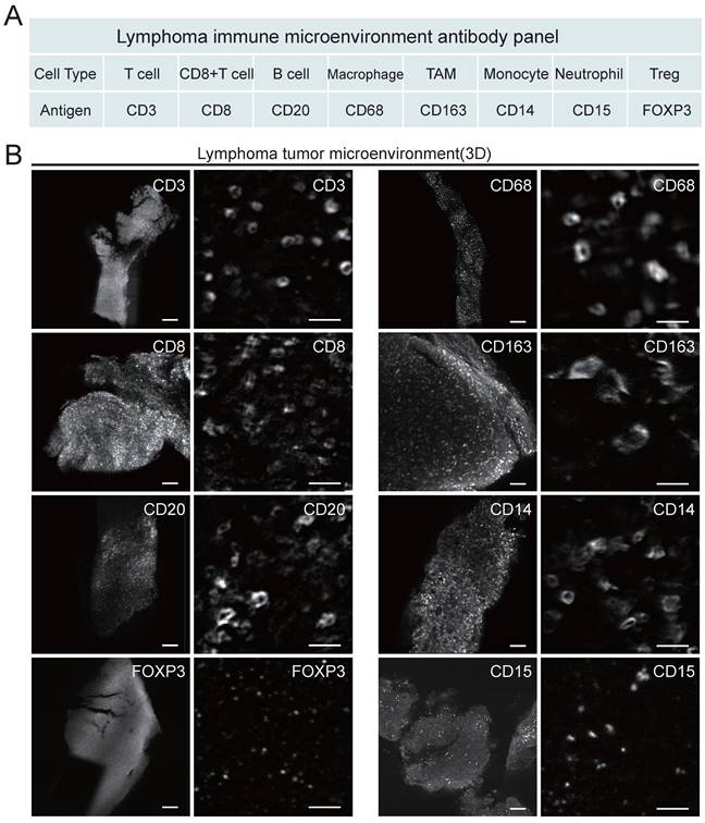 Theranostics Image