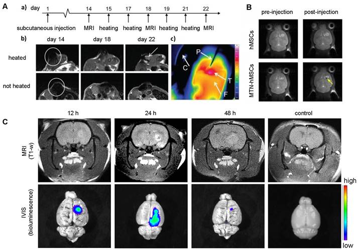 Theranostics Image