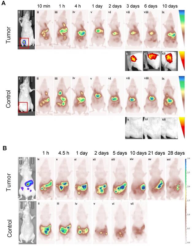 Theranostics Image