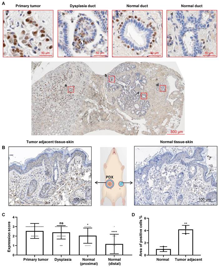 Theranostics Image