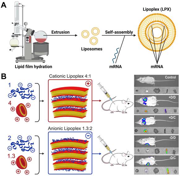 Theranostics Image