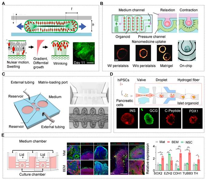 Theranostics Image