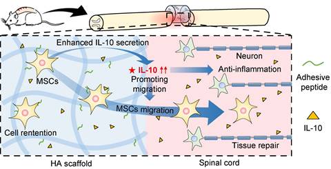 Theranostics Image