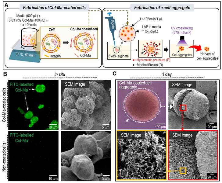 Theranostics Image