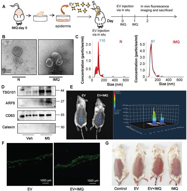 Theranostics Image